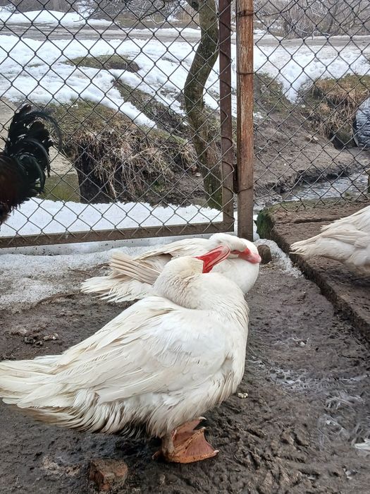 Продам мускусних качок