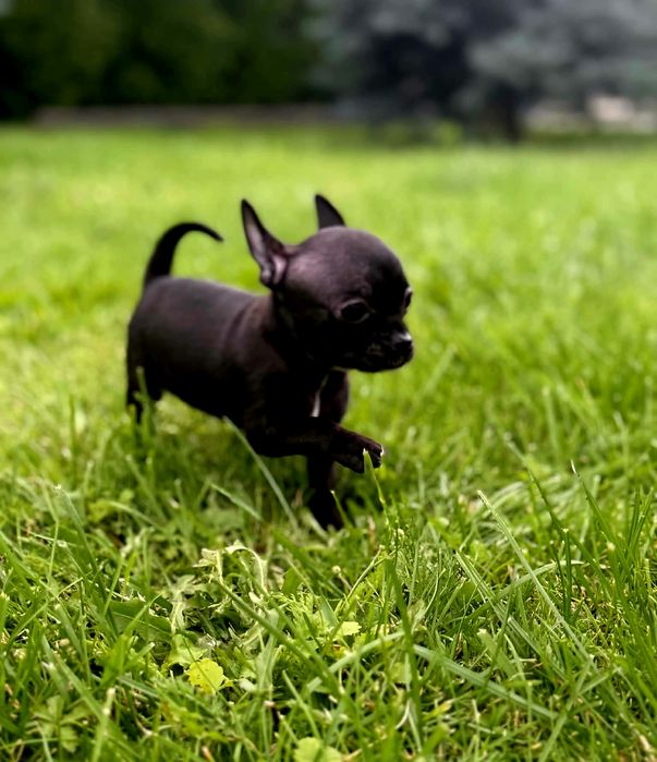 Szczenięta chihuahua piesek