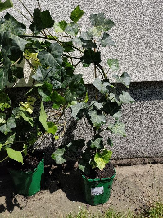 Bluszcz Hedera Felix  sadzonki 70-80 cm