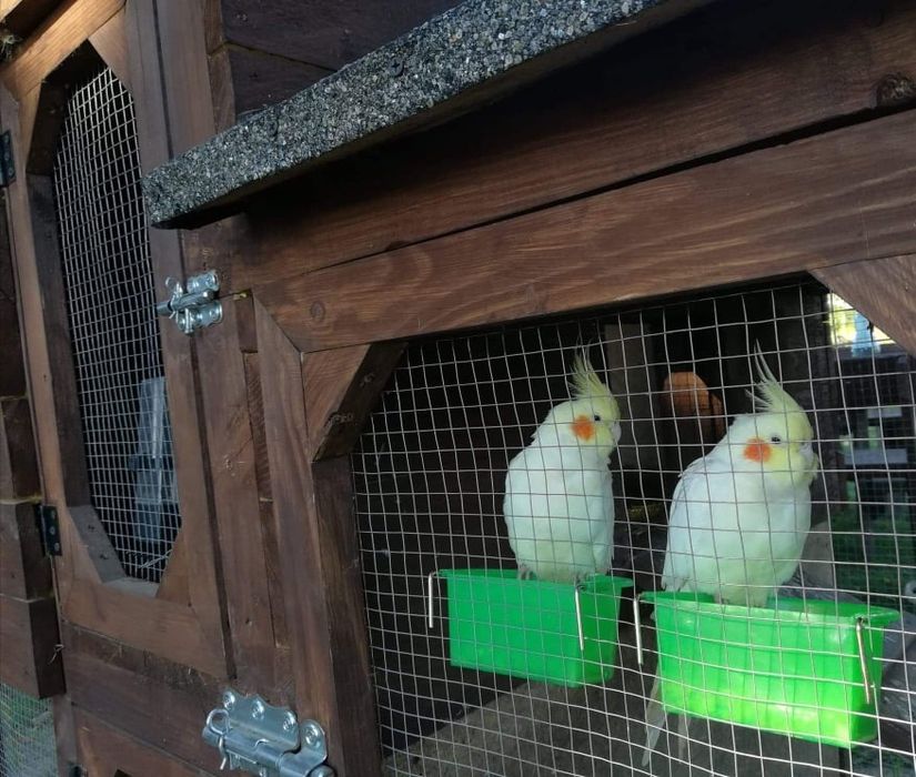 Piękne dorosłe nimfy papugi