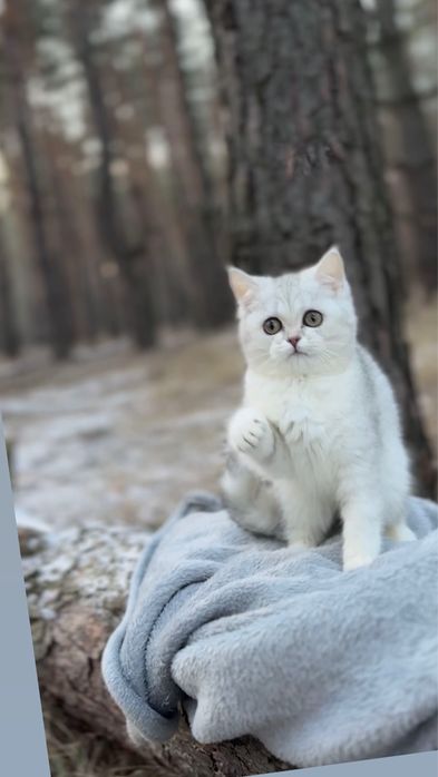 Срібляста прям срібна дівчинка шиншила киця шотландська породиста