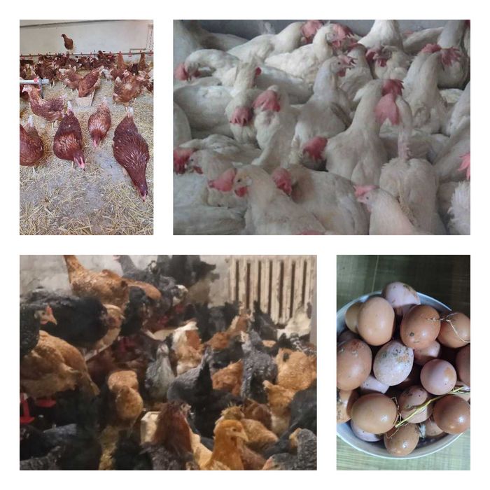 Продам кури несушки! Доставка безкоштовна. Жашків!