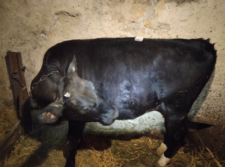 Телиця . Нетель .Heifer.