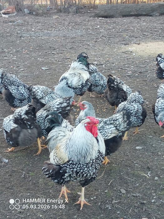 Jaja lęgowe wyandotee