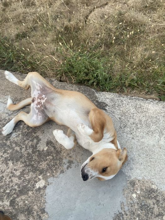 Dou cadelinha urgente