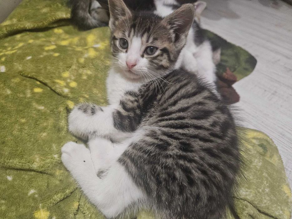 Oddam kotki w dobre rece!