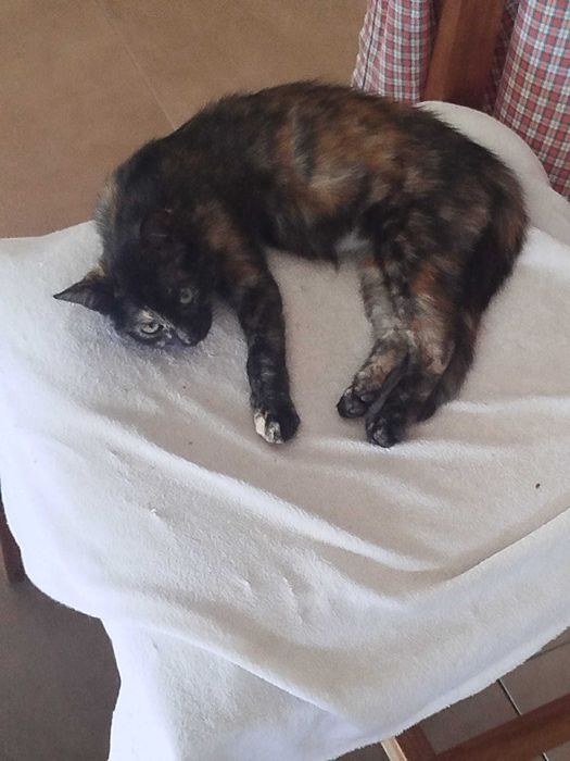 Gatinhos lindos para adoção responsável