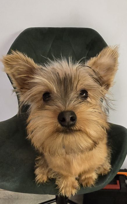 Yorkshire Terrier Ocean Pearl