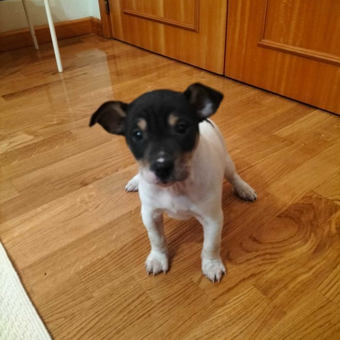 Budeguero macho autêntico  só