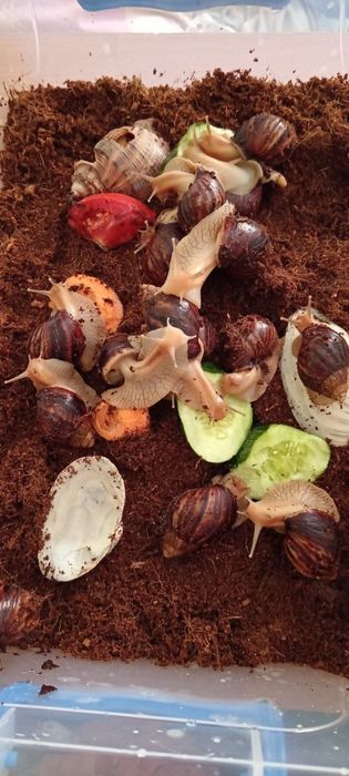 Равлики ахатини віддам безкоштовно