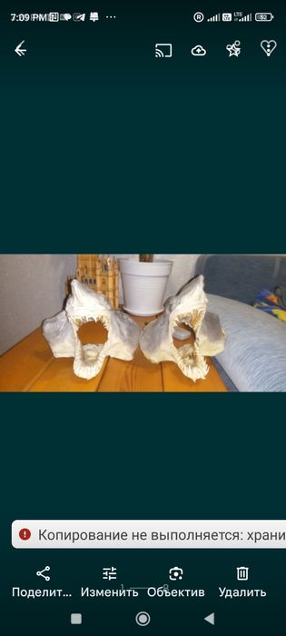 Аренда и прокат акульих челюстей . А также морской атрибутики