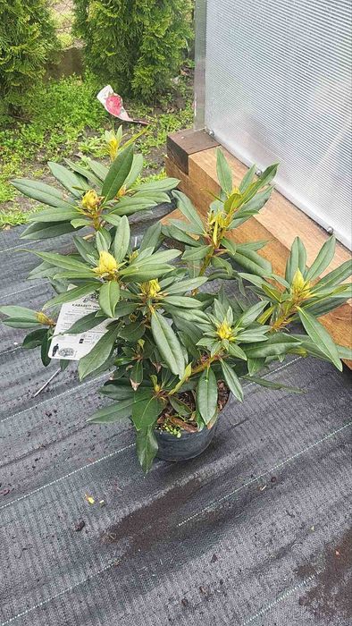 Рододендрон  з пупянками