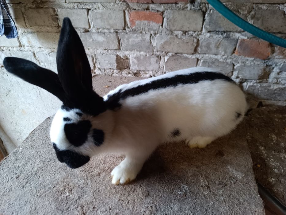 Samiec, samczyk srokacz niemiecki