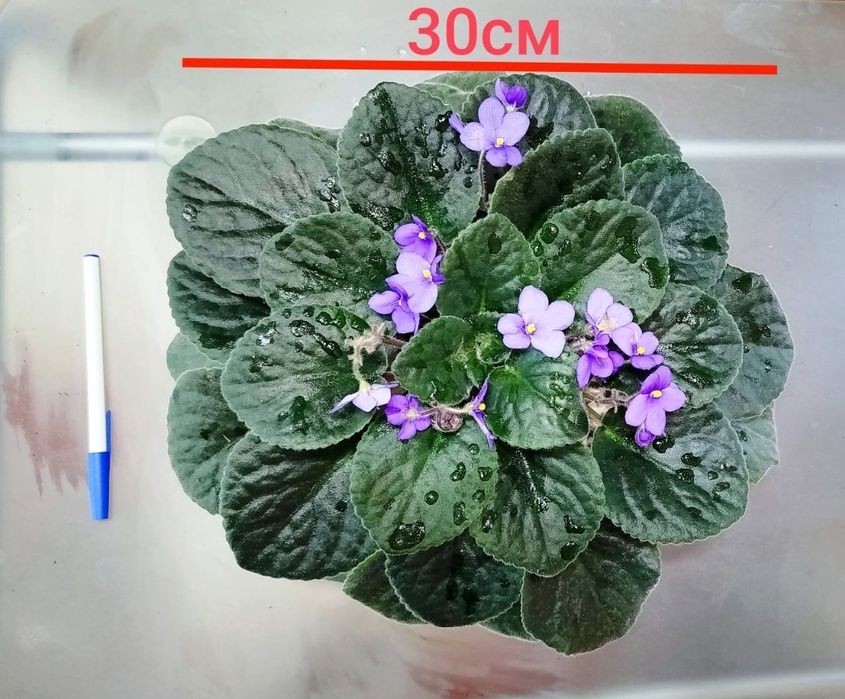 Квітучі фіалки подарунок до 8 березня! Подарок на 8 марта Фиалочки