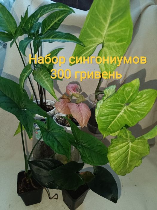 Набор сингониумов