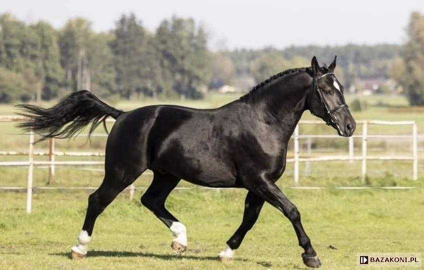 Stanówka – ogiery śląskie Lancelot i Per Marino