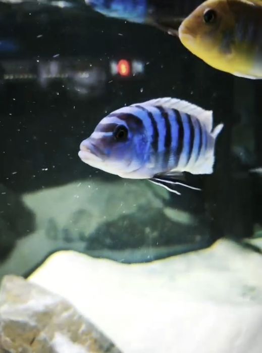 Ciclideos africanos machos Malawi