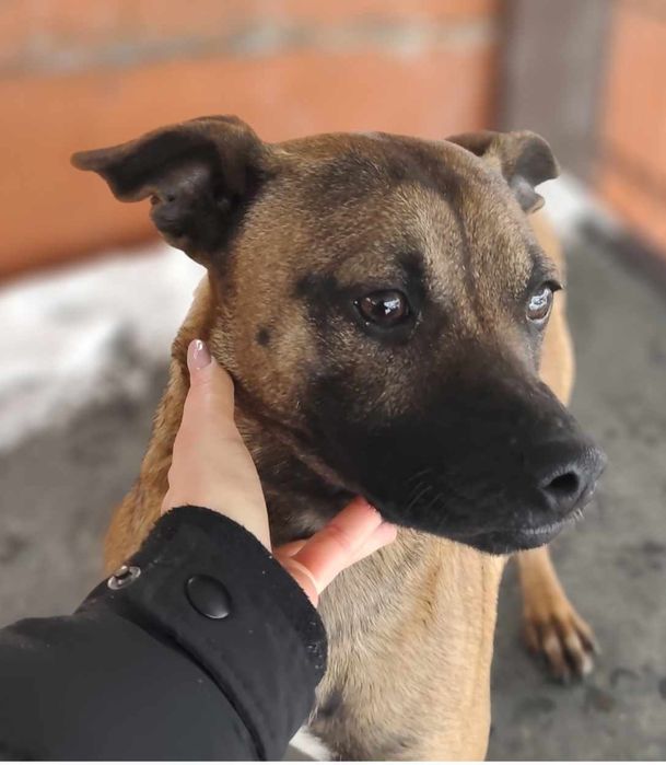 Pilne ! Remik błaga o dom...