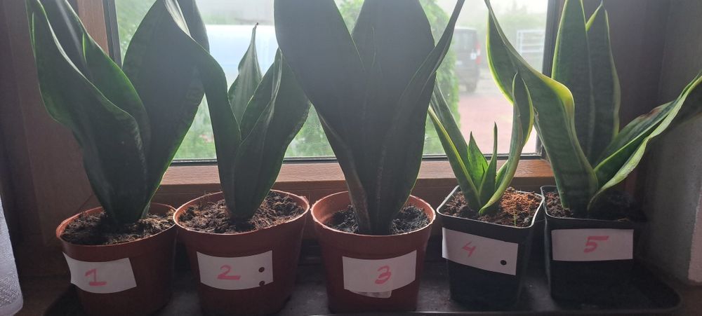 Sansevieria gwinejska , Whitney