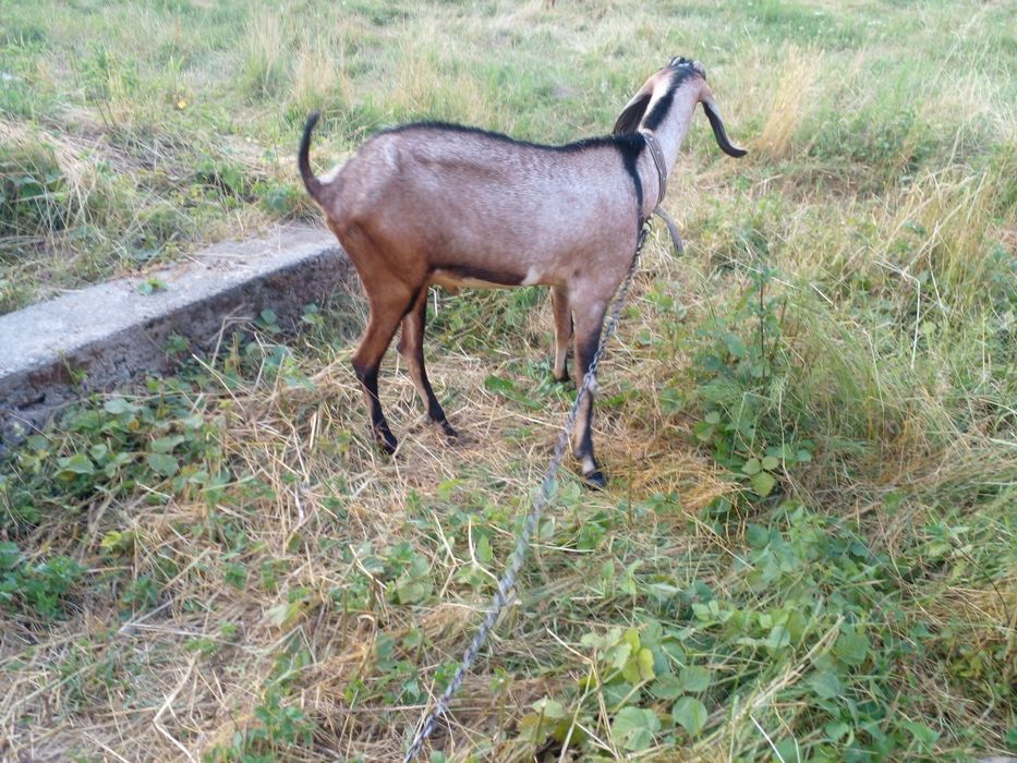 Случка з англо-нубійським козлом