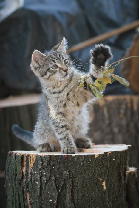 Кошенята шукають будинок.