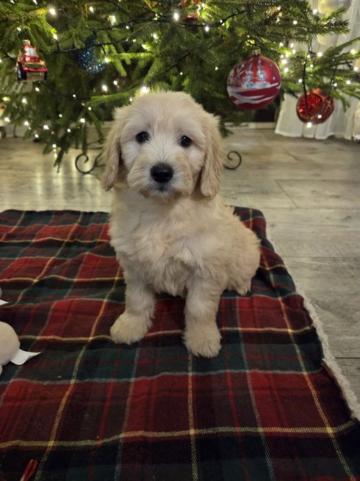 Goldendoodle mini szczeniak suczka