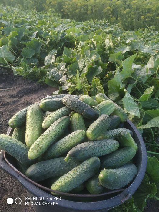 Продам Овочі з города