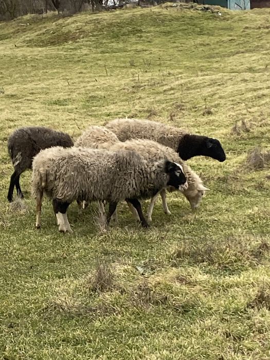 Романовський баранчик