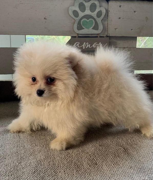 Spitz anão Macho
