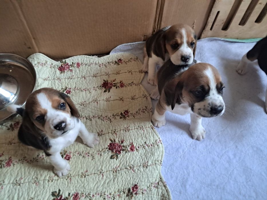 Продам щенков бигля