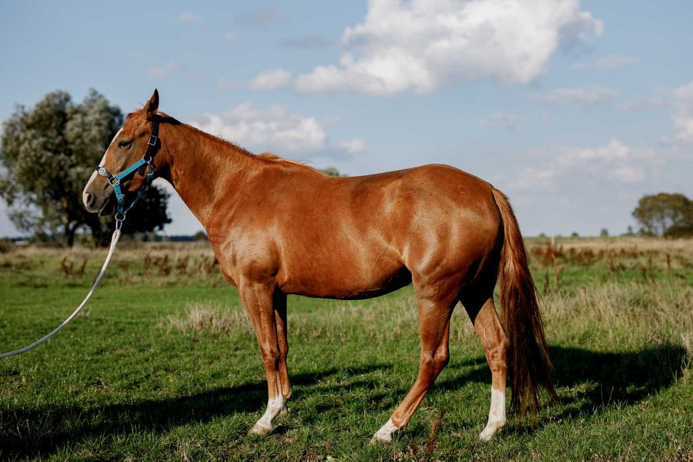 Sprzedam konie AQH, APH (redukcja stada)