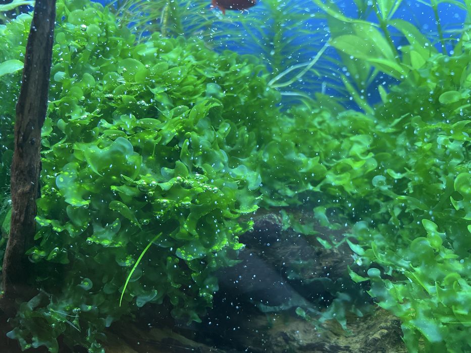 Мох ломаріопсис