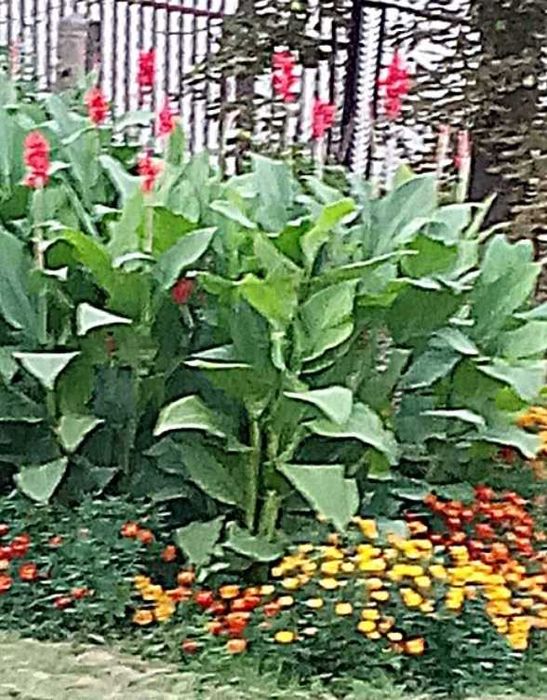 Canna Kanna Paciorecznik 10 szt ( duża )