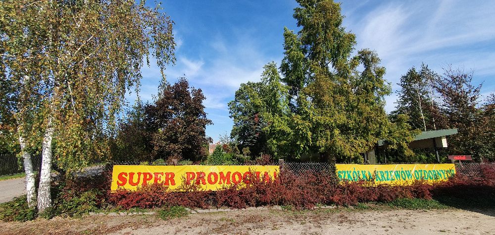 Świerk biały Conica Sanders Blue, szkółka Jagra , sadzonki w donicach.