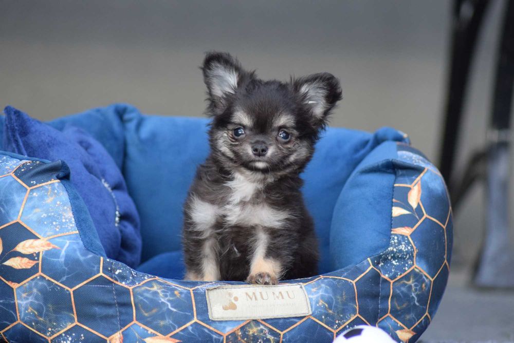 Chihuahua długowłosy chłopiec z metryką ZKwP - FCI