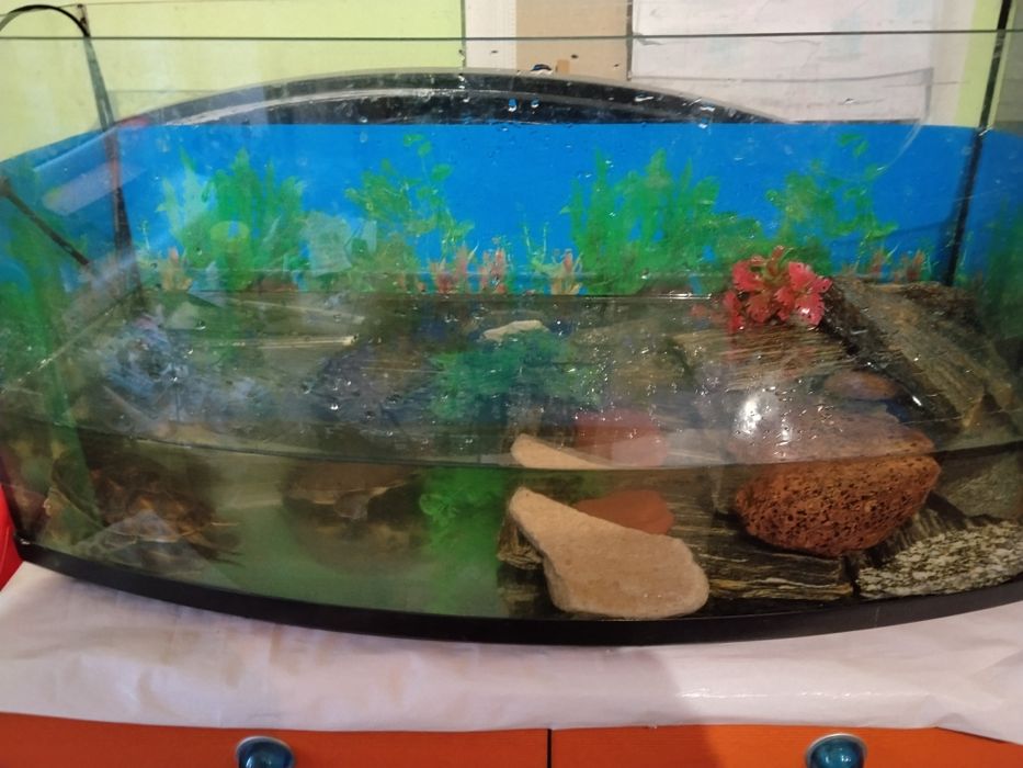 Sprzedam akwarium i dwa żółwie wodno-lodowe