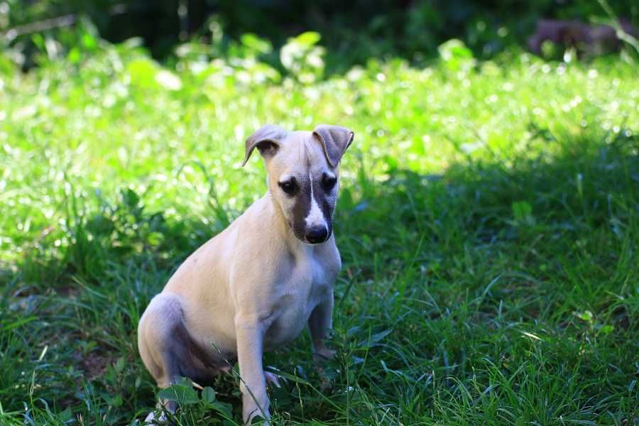 whippet  Chart angielski Otis