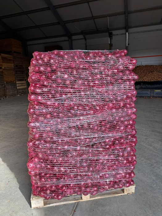 Cebula czerwona w worku