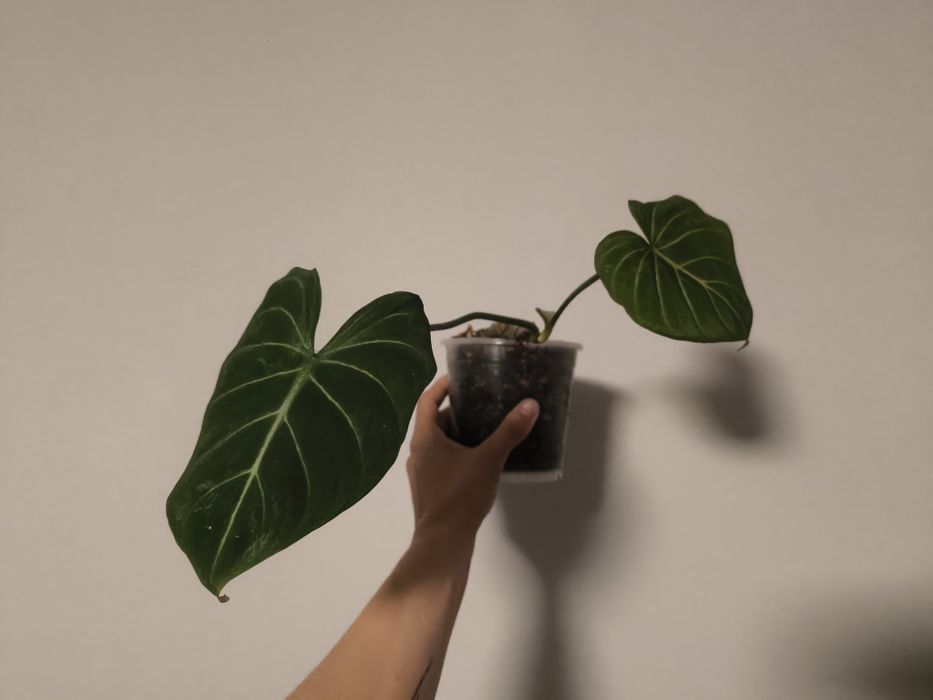 Filodendron Gloriosum Philodendron