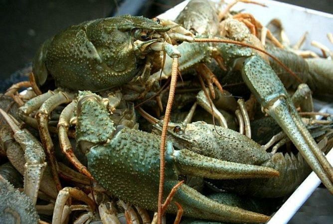 Раки живые .Живі раки. Рак варені раки Тарань