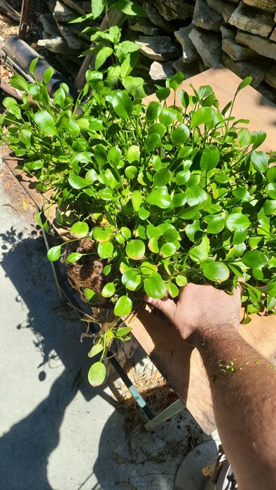 Planta superficie para aquario ou lago