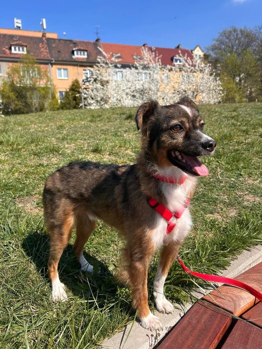 Maksiu czeka na dom - adoptuj