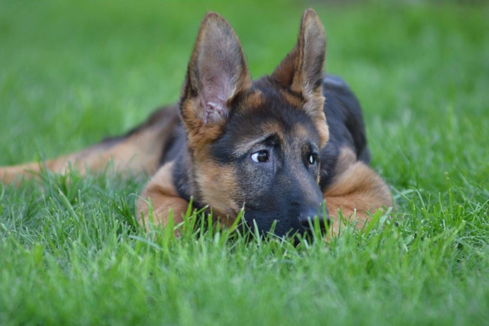 Розплідник Німецьки Овчарок Вельш Коргі AMADEUS BURG щенки и подростки