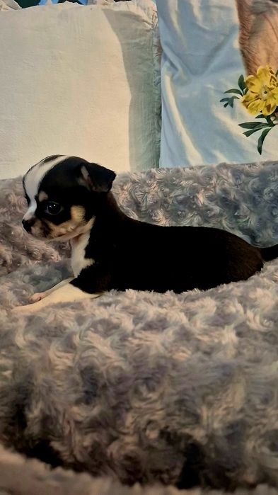 Przecudowny chłopczyk Chihuahua rodowodowy XXS o przeslicznej budowie