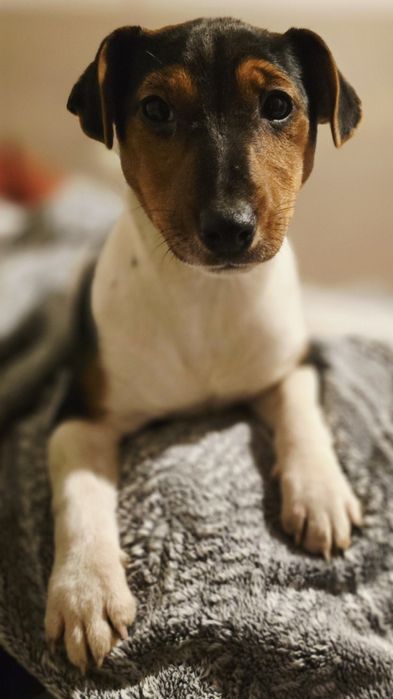 Jack Russel Terrier