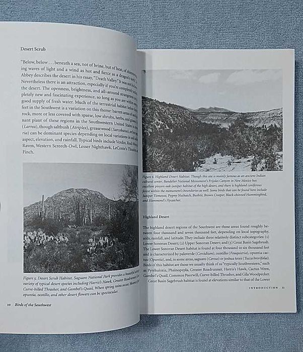 Ptaki Południowego-Zachodu po angielsku