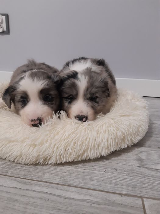 Border Collie blue merle piesek