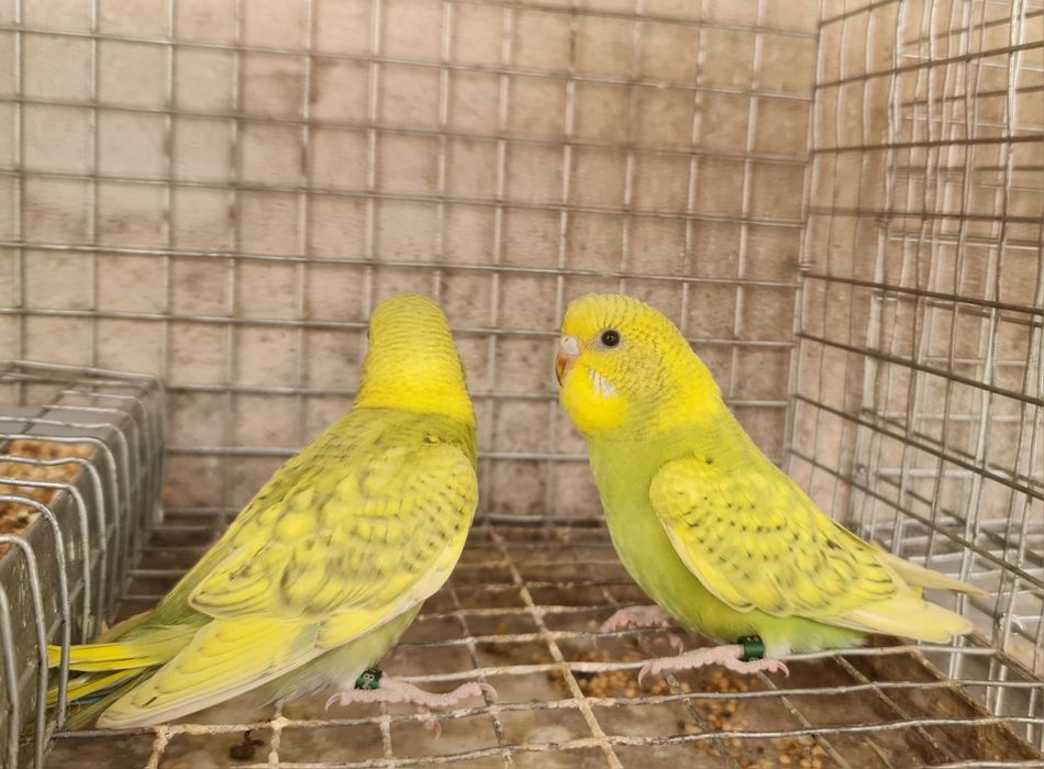Piriquitos Australianos Novos 2026