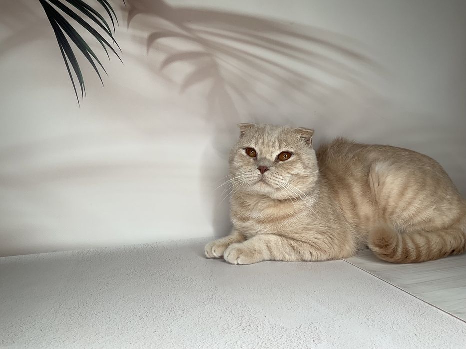 В’язка шотландський висловухий, шотландець кіт, котик