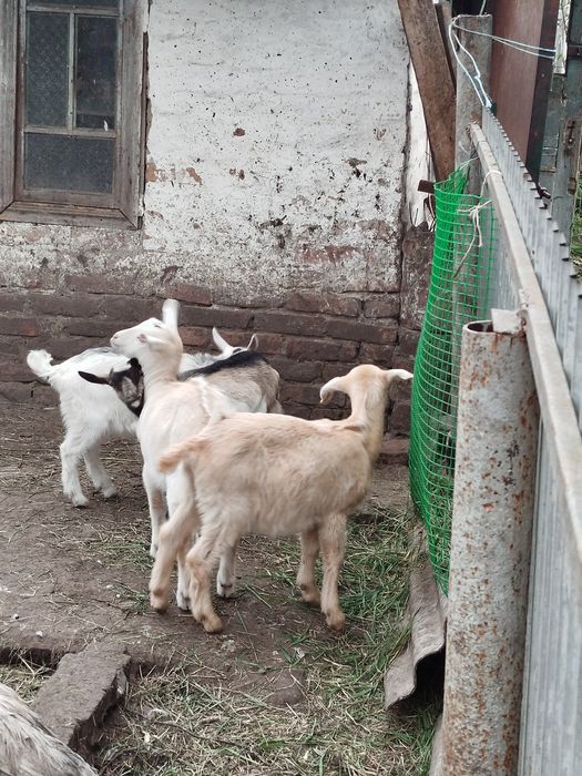 Продам козенят. Вік 2, 5 місяців і 1,5. Дві козочки, троє цапиків